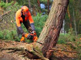 Best Tree Trimming and Pruning  in De Graff, OH